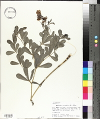 Baptisia australis image