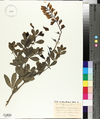 Baptisia australis image