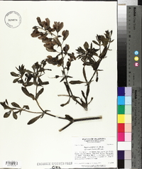 Baptisia australis var. minor image