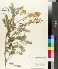 Astragalus racemosus image