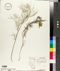 Astragalus pectinatus image