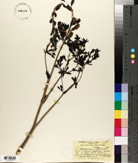 Baptisia australis image