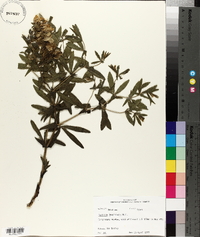 Baptisia bracteata var. leucophaea image