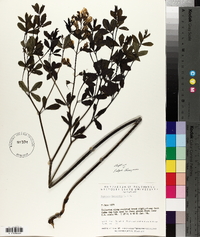 Baptisia alba image