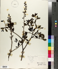 Baptisia alba var. macrophylla image