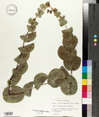 Baptisia perfoliata image