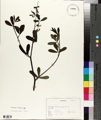 Baptisia pendula image