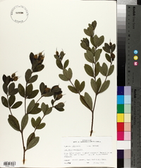 Baptisia nuttalliana image