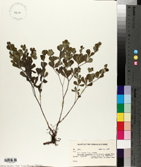 Baptisia tinctoria image