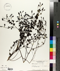 Baptisia tinctoria image