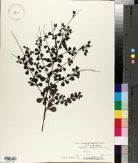 Baptisia tinctoria image