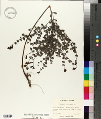 Baptisia tinctoria image