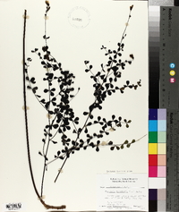 Baptisia tinctoria image