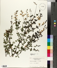 Baptisia tinctoria image