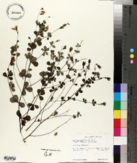 Baptisia tinctoria image