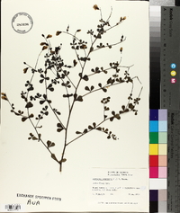 Baptisia tinctoria image