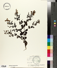 Baptisia tinctoria image