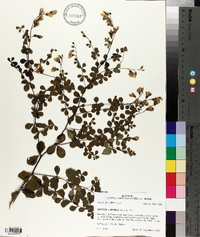 Baptisia tinctoria image