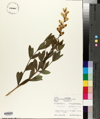 Baptisia sphaerocarpa image