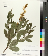 Baptisia sphaerocarpa image