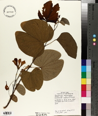 Bauhinia monandra image