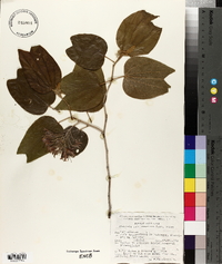 Bauhinia rubeleruziana image
