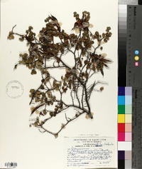 Bauhinia ramosissima image