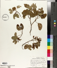 Bauhinia macranthera image