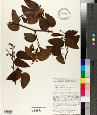 Bauhinia glabra image