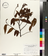 Bauhinia ungulata image