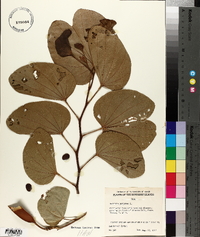 Bauhinia purpurea image