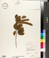 Bauhinia tomentosa image