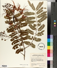 Caesalpinia pulcherrima image