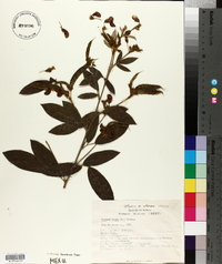 Cajanus cajan image