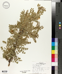 Caragana arborescens image