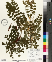 Caragana arborescens image