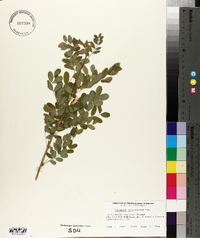 Caragana arborescens image