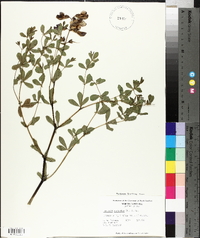 Baptisia australis image