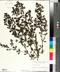 Baptisia hirsuta image