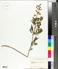 Baptisia cinerea image