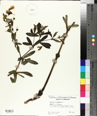 Baptisia bracteata var. leucophaea image
