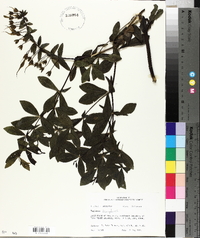 Baptisia bracteata var. leucophaea image
