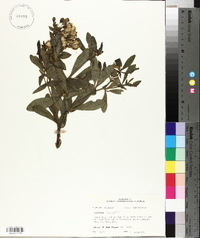 Baptisia bracteata var. leucophaea image