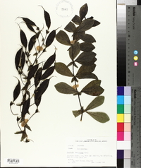 Baptisia bracteata var. leucophaea image