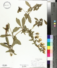 Baptisia bracteata image