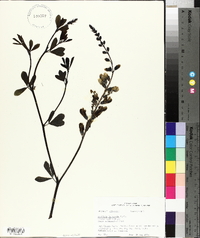 Baptisia alba var. macrophylla image