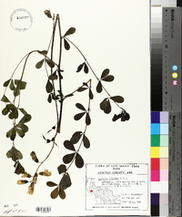 Baptisia alba var. macrophylla image