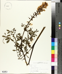 Baptisia alba var. macrophylla image