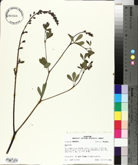 Baptisia alba var. macrophylla image