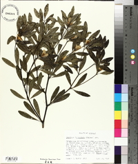 Baptisia lanceolata image